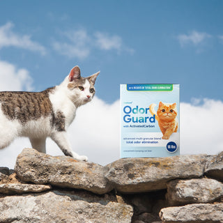 Choosing the Right Cat Litter: Navigating the Purrfect Path for Your Feline Friends